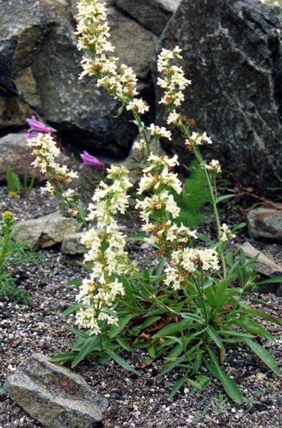 Penstemon confertus en fleurs dans une prairie d'altitude des Rocheuses canadiennes
